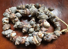 Strand of Shell Beads from The West Coast of Africa